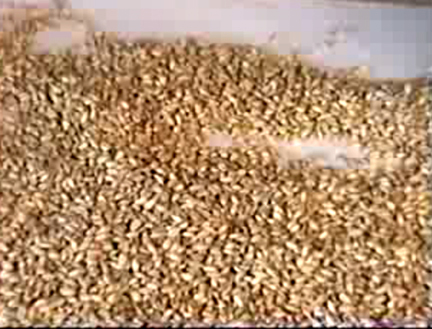 How To Clean And Dry Your Own Grains Video